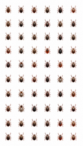Ticks
