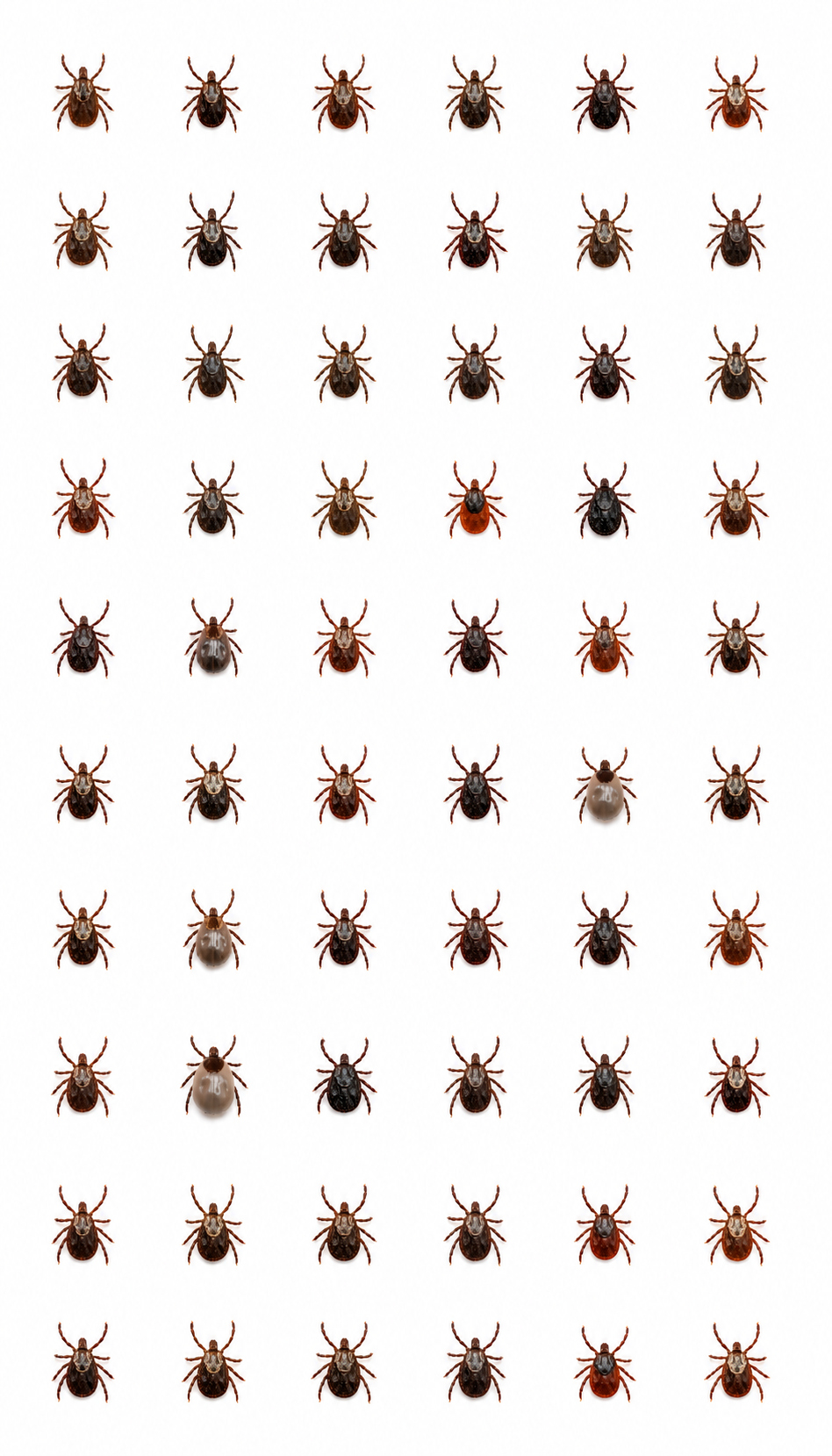 Ticks