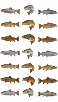 Trout