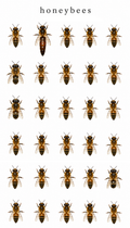 Honeybees
