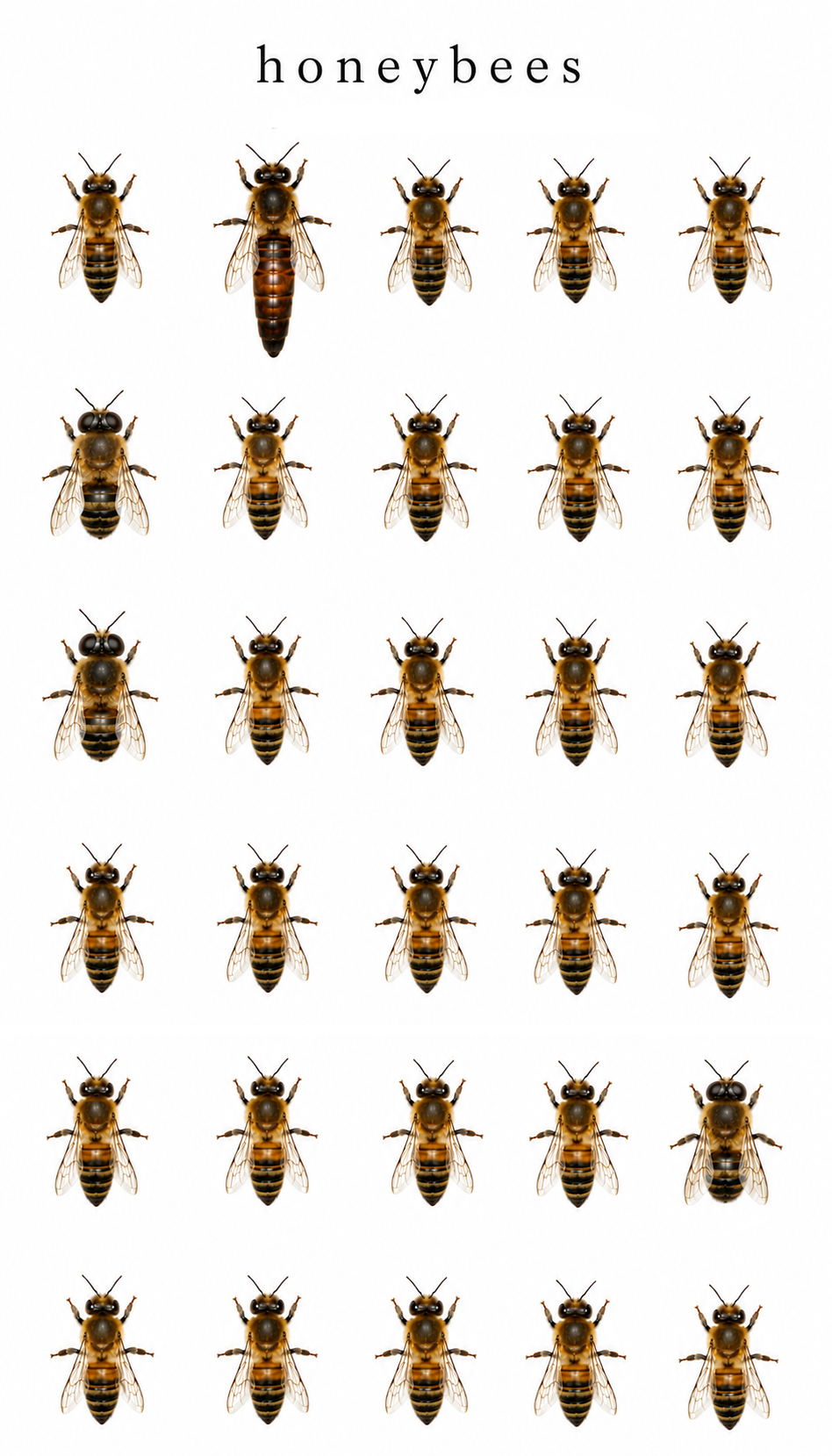Honeybees