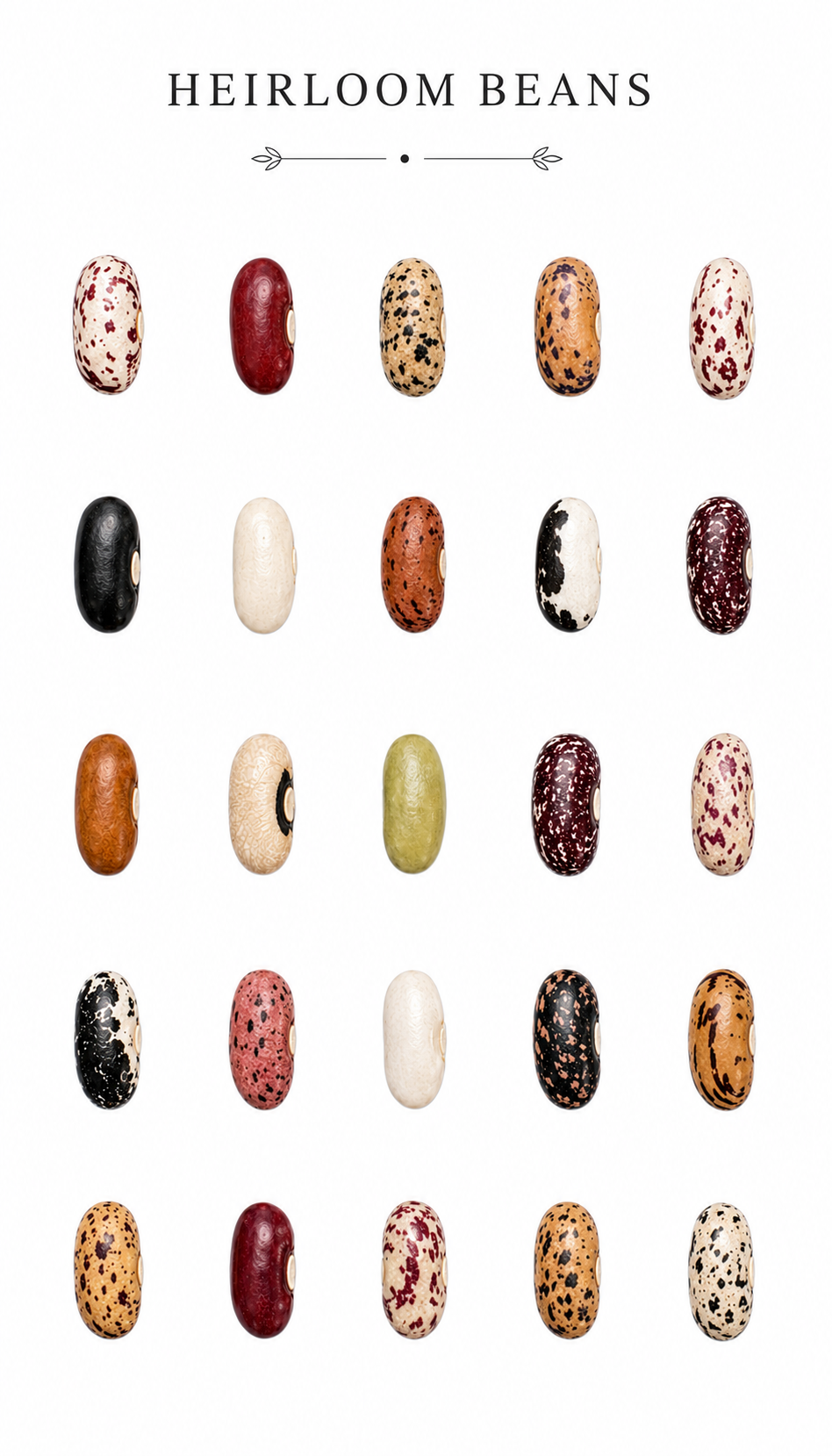 Heirloom Beans