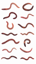 Worms