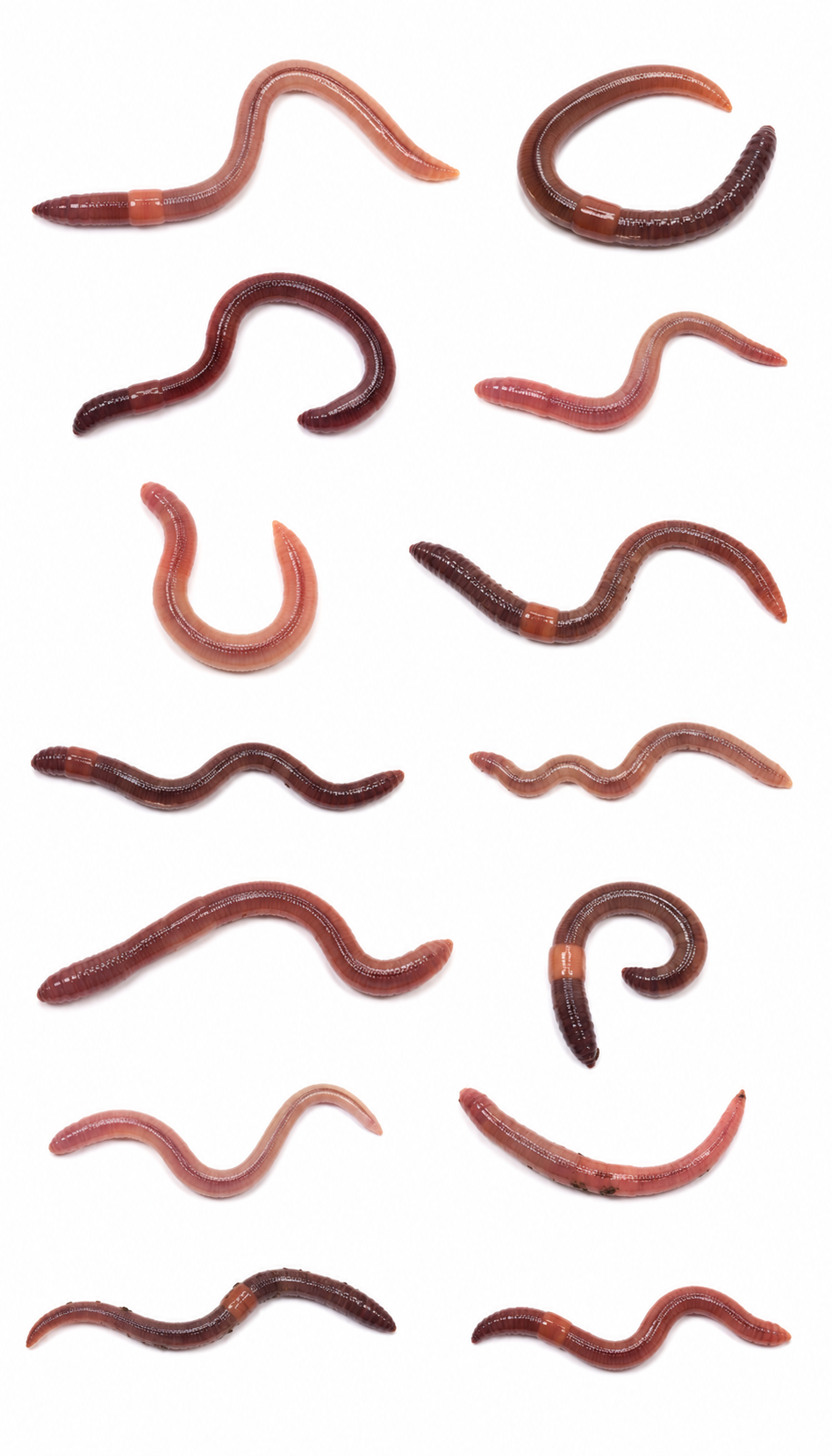 Worms