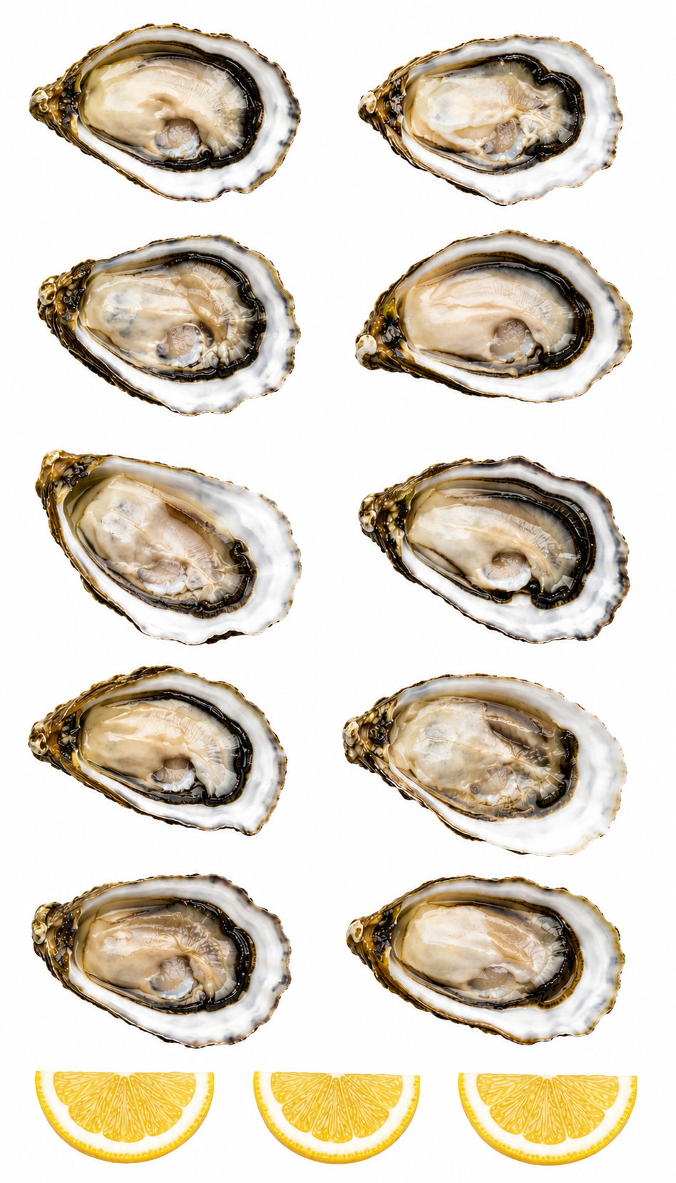 Oysters