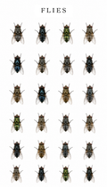 Flies