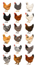 Hens