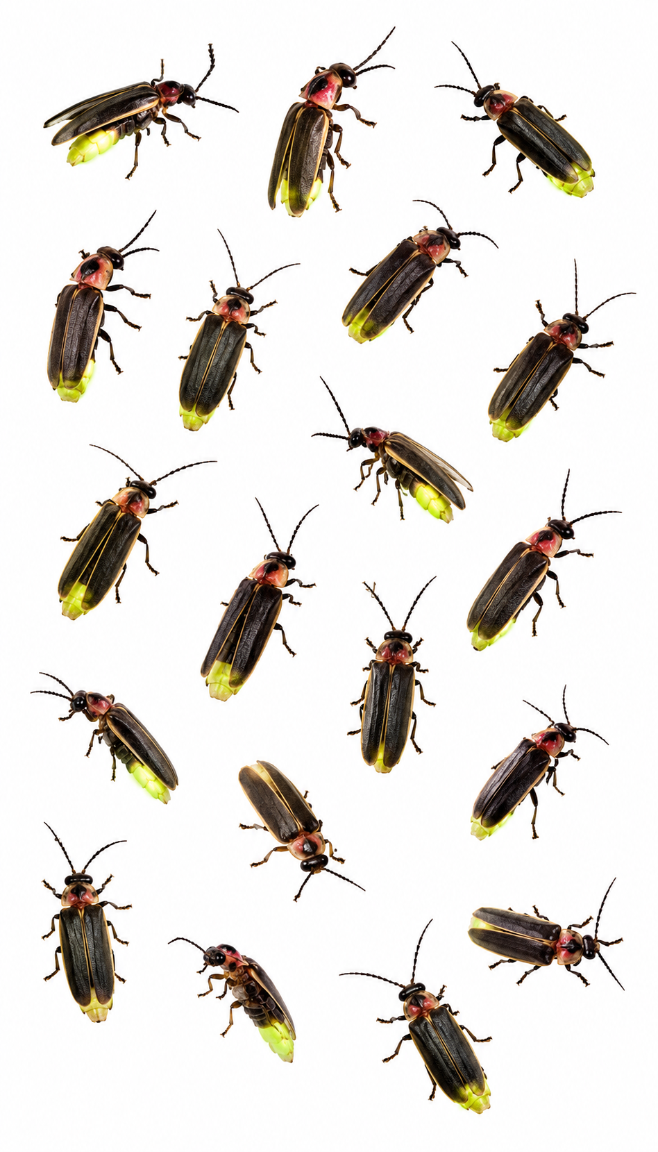 Fireflies