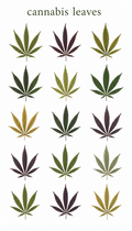 Cannabis Leaves