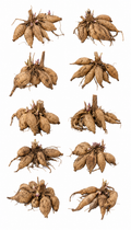 Dahlia Tubers