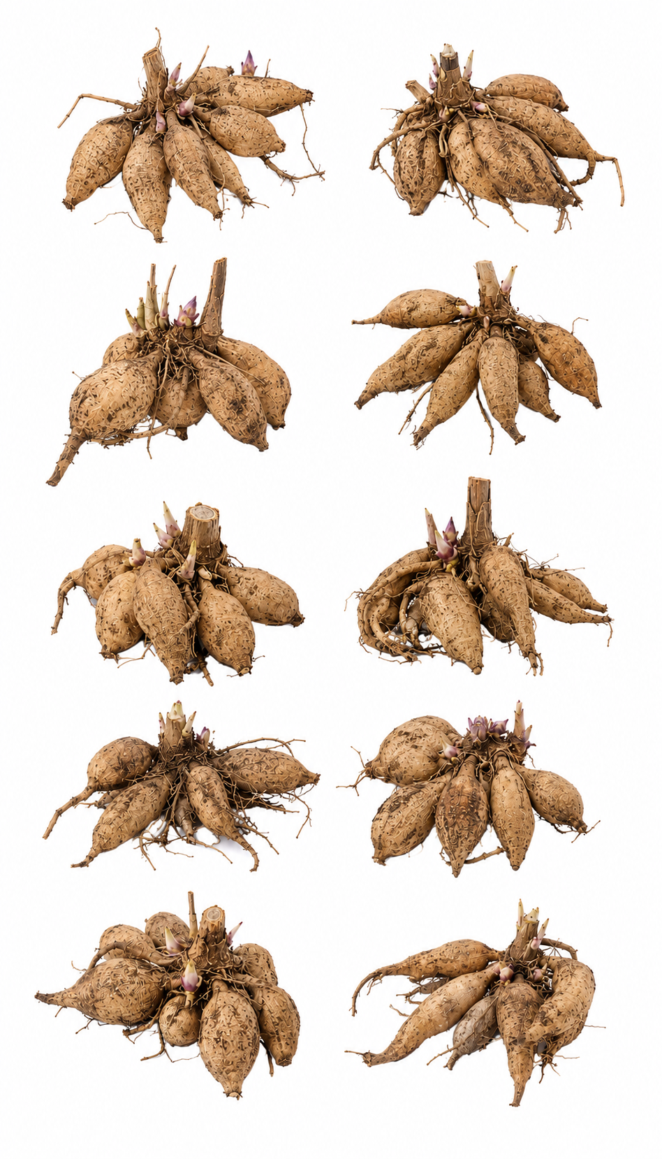 Dahlia Tubers