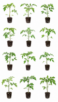 Tomato Starts