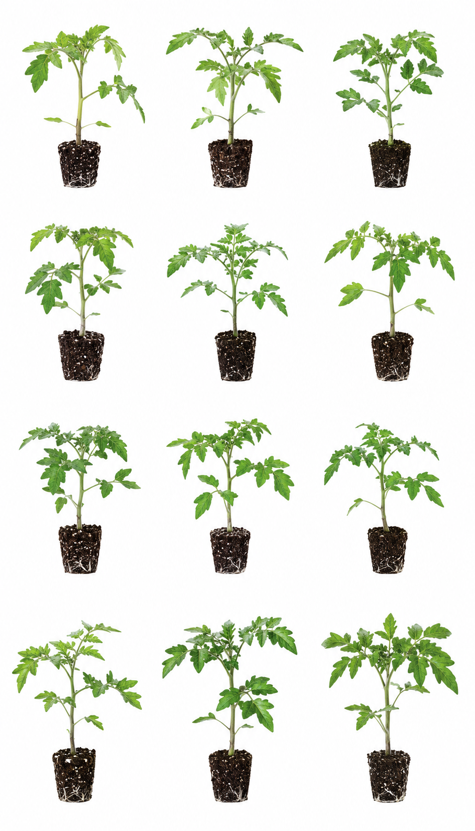 Tomato Starts